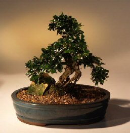 Fukien Tea Bonsai Tree <br><i>(ehretia microphylla)</i>