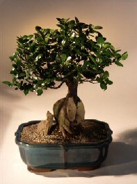 Ginseng Ficus Bonsai Tree <br><i>(ficus retusa)</i>