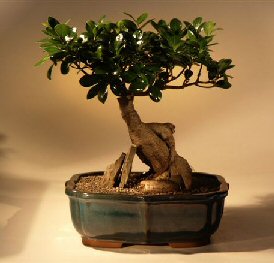 Ginseng Ficus Bonsai Tree <br><i>(ficus retusa)</i>