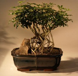 Hawaiian Umbrella Bonsai Tree - Banyan Style <br>(arboricola schefflera)</i>