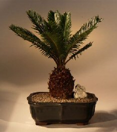 Sago Palm Bonsai Tree<br><i>(cycas revoluta)</i>