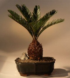 Sago Palm Bonsai Tree<br><i>(cycas revoluta)</i>