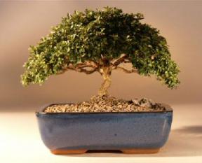 Japanese Kingsville Boxwood  Bonsai Tree<br><i>(buxus microphylla 'compacta')</i>