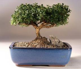 Japanese Kingsville Boxwood Bonsai Tree<br><i>(buxus microphylla 'compacta')</i>