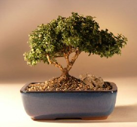 Japanese Kingsville Boxwood Bonsai Tree<br><i>(buxus microphylla 'compacta')</i>