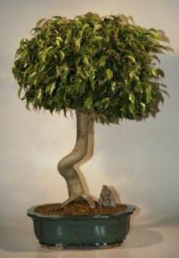 Curved Trunk Ficus Bonsai-23