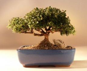 Japanese Kingsville Boxwood Bonsai Tree<br><i>(buxus microphylla 'compacta')</i>