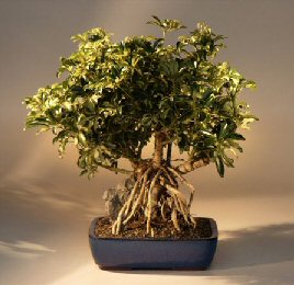 Hawaiian Umbrella Bonsai Tree<br>Variegated Banyan Style<br><i>(arboricola schefflera )</i>