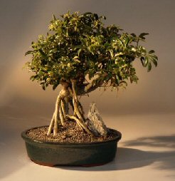 Hawaiian Umbrella Bonsai Tree<br>Variegated Banyan Style<br><i>(arboricola schefflera )</i>