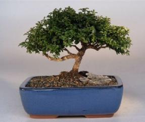 Japanese Kingsville Boxwood  Bonsai Tree<br><i>(buxus microphylla 'compacta')</i>