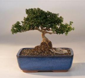 Japanese Kingsville Boxwood  Bonsai Tree<br><i>(buxus microphylla 'compacta')</i>