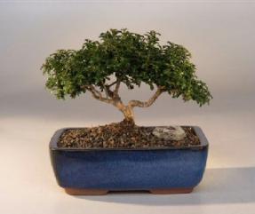 Japanese Kingsville Boxwood  Bonsai Tree<br><i>(buxus microphylla 'compacta')</i>