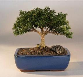 Japanese Kingsville Boxwood  Bonsai Tree<br><i>(buxus microphylla 'compacta')</i>