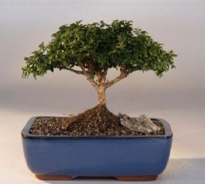 Japanese Kingsville Boxwood  Bonsai Tree<br><i>(buxus microphylla 'compacta')</i>