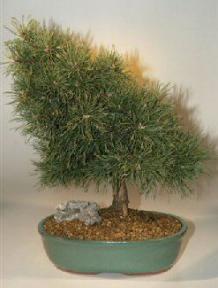 Scots Pine Bonsai Tree<br><i>(pinus sylvestris 'tabulaeformis')</i>