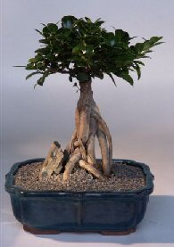 Ginseng Ficus Bonsai Tree<br><i>(ficus retusa)</i>