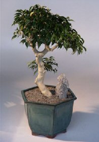 Ficus Bonsai Tree<br><i>(ficus benjamina )</i>