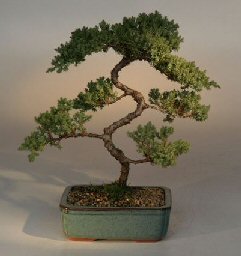 Juniper Karate Kid Bonsai Tree<br><i>(juniper procumbens 