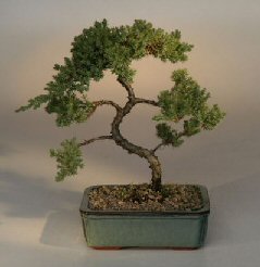 Juniper Karate Kid Bonsai Tree<br><i>(juniper procumbens 