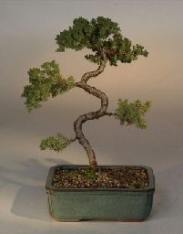 Juniper Karate Kid Bonsai Tree<br><i>(juniper procumbens 