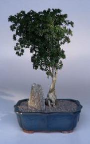 Parsley Aralia Bonsai Tree<br><i>(polyscais 'parsley')</i>