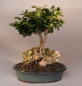 Flowering Plum Bonsai Tree<br>Roots Growing Over Rock<br><i>(carissa  macrocarpa)</i>