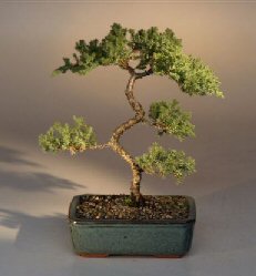 Juniper Karate Kid Bonsai Tree<br><i>(juniper procumbens 