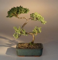 Juniper Karate Kid Bonsai Tree<br><i>(juniper procumbens 