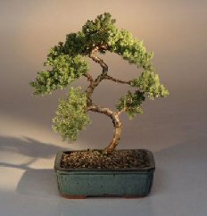 Juniper Karate Kid Bonsai Tree<br><i>(juniper procumbens 