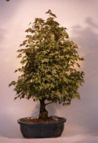 Trident Maple Bonsai Tree<br><i>(acer buergerianum)</i>