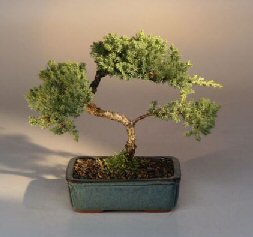 Juniper Karate Kid Bonsai Tree<br><i>(juniper procumbens 