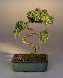 Juniper Karate Kid Bonsai Tree<br><i>(juniper procumbens 