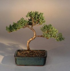 Juniper Karate Kid Bonsai Tree<br><i>(juniper procumbens 