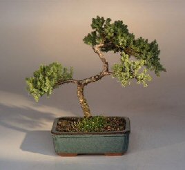 Juniper Karate Kid Bonsai Tree<br><i>(juniper procumbens 