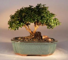 Japanese Kingsville Boxwood  Bonsai Tree<br><i>(buxus microphylla 'compacta')</i>