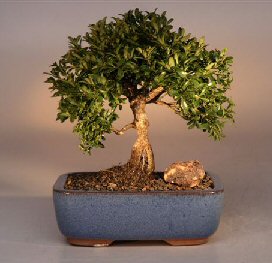 Japanese Kingsville Boxwood  Bonsai Tree<br><i>(buxus microphylla 'compacta')</i>