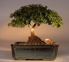 Japanese Kingsville Boxwood  Bonsai Tree<br><i>(buxus microphylla 'compacta')</i>