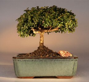 Japanese Kingsville Boxwood  Bonsai Tree<br><i>(buxus microphylla 'compacta')</i>