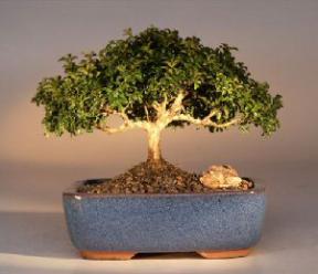 Japanese Kingsville Boxwood  Bonsai Tree<br><i>(buxus microphylla 'compacta')</i>