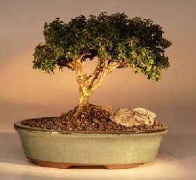 Japanese Kingsville Boxwood  Bonsai Tree<br><i>(buxus microphylla 'compacta')</i>