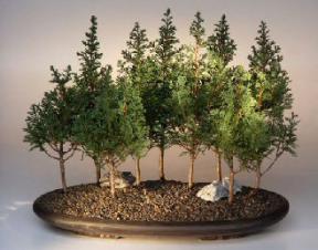 Eastern White Cedar Bonsai Tree<br>Nine Tree Forest Group<br><i>(chamecyparis thoides andelensis 