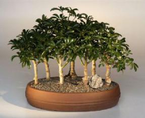 Hawaiian Umbrella Bonsai Tree - 7 Tree Forest Group<br><i>(arboricola schefflera)</i>