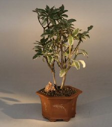 Japanese Mock Orange Bonsai Tree<br><i>(pittosporum tobria 'variegatum')</i>