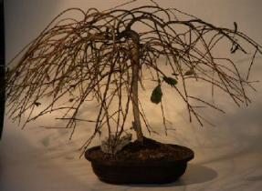 Weeping Pussy Willow Bonsai Tree<br><i>(salix caprea 'kilmarnock')</i>