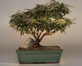 Andromeda Bonsai Tree<br><i>(pieris japonica variegata)</i>