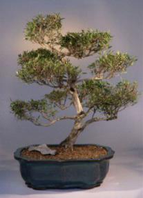 Flowering White Serissa Bonsai Tree<br>Bonsai Tree of a Thousand Stars<br><i>(serissa japonica)</i>