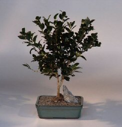 Flowering Camellia Bonsai Tree<br><i>(sasanqua stephanie golden)</i>