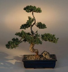 Juniper Karate Kid Bonsai Tree<br><i>(juniper procumbens 