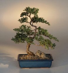 Juniper Karate Kid Bonsai  Tree<br><i>(juniper procumbens 