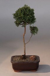 Blue Moss Cypress Pom-Pom Bonsai Tree<br><i>(chamecyparis 'glauca minima')</i>